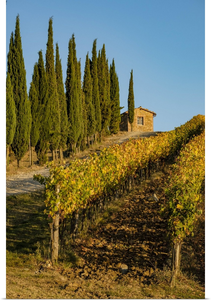 Italy, Tuscany. Vineyard, Pine trees