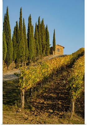 Italy, Tuscany, Vineyard, Pine Trees