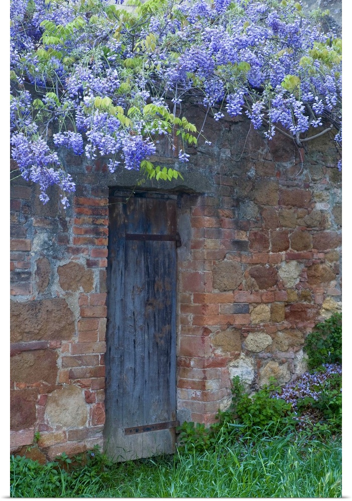 Italy, Tuscany. Wisteria blossoms hang over an old doorway in Pienza.
