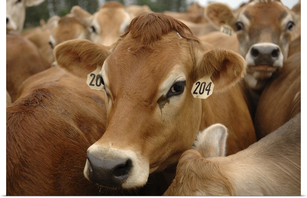 Jersey Dairy Cows, Dumms Dairy Farm, Rib Lake, Wisconsin.