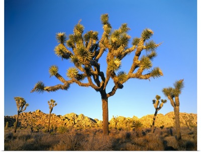 Joshua Tree National Park, California. Joshua tree at sunset. Mojave Desert