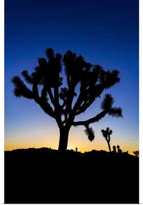 Joshua Trees At Sunset, Joshua Tree National Park, California, USA