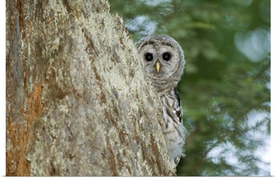 Juvenile barred owl, Stanley Park, British Columbia, Canada