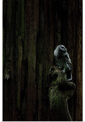 Juvenile barred owl, Strix varia, Stanley Park, British Columbia