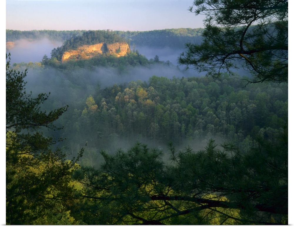 KENTUCKY. USA. Fog at sunrise, Red River Gorge. Daniel Boone National Forest.