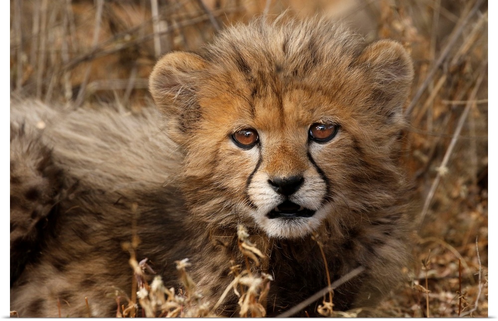 Kenya, Masai mara national reserve. Cheetah cub close-up.