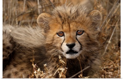 Kenya, Masai Mara National Reserve, Cheetah Cub Close-Up