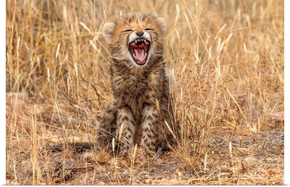 Kenya, Masai mara national reserve. Close-up of cheetah cub yawning.