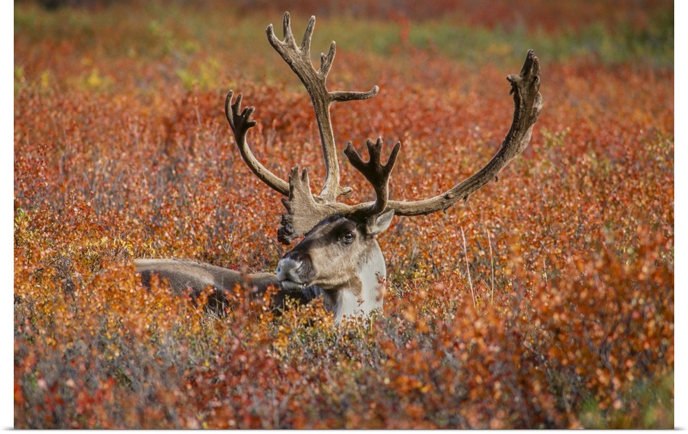 Large male caribou in red fall tundra, eye to eye with photographer, Denali national park, Alaska.