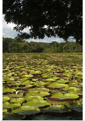 Largest lily, the Giant Amazon Water Lily, in permanent ponds, Rupununi, Guyana