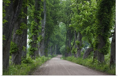 Latvia, Western Latvia, Kurzeme Region, Sabile, country road