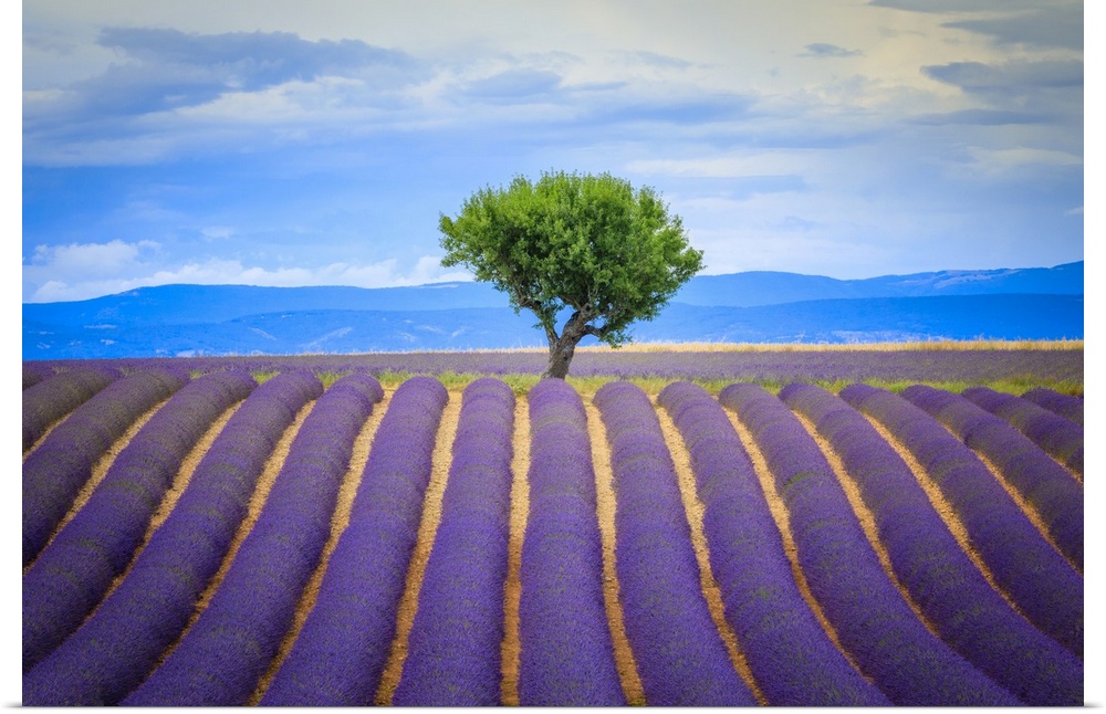 Europe, France, Provence, Valensole Plateau. Field of lavender and tree. Credit: Jim Nilsen