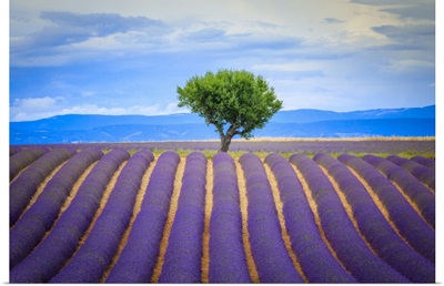 Lavender Field, Europe, France, Provence, Valensole Plateau