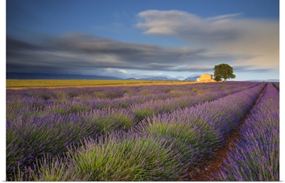 Lavender Rows And Farmhouse, France, Provence, Valensole Plateau