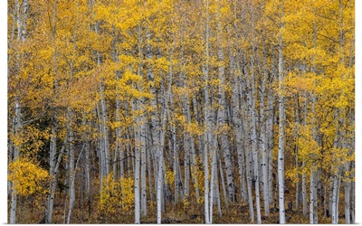Leaves And Tree Trunks Create An Aspen Wall Of Texture, Colorado, USA