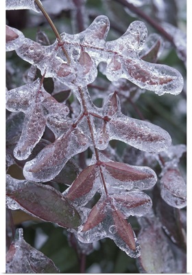Leaves encased in ice