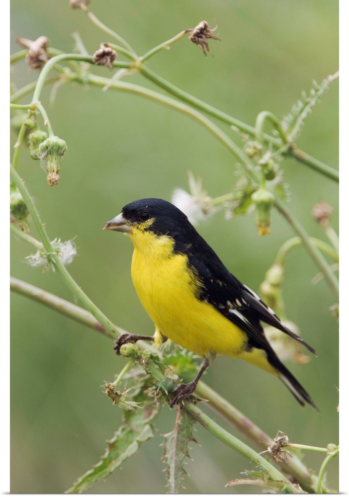 Lesser Goldfinch, Carduelis psaltria, black-backed male eating seeds of Spiny Sow-Thistle (Sonchus asper), Uvalde County, ...