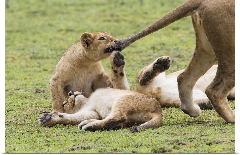 Lion cub bites the tail of lioness, Ngorongoro Conservation Area, Tanzania.