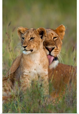 Lioness Licking Cub Clean At Dusk, Ol Pejeta Conservancy, Kenya