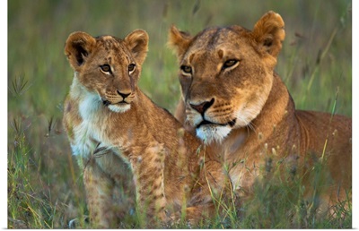 Lioness With Cub At Dusk, Ol Pejeta Conservancy, Kenya