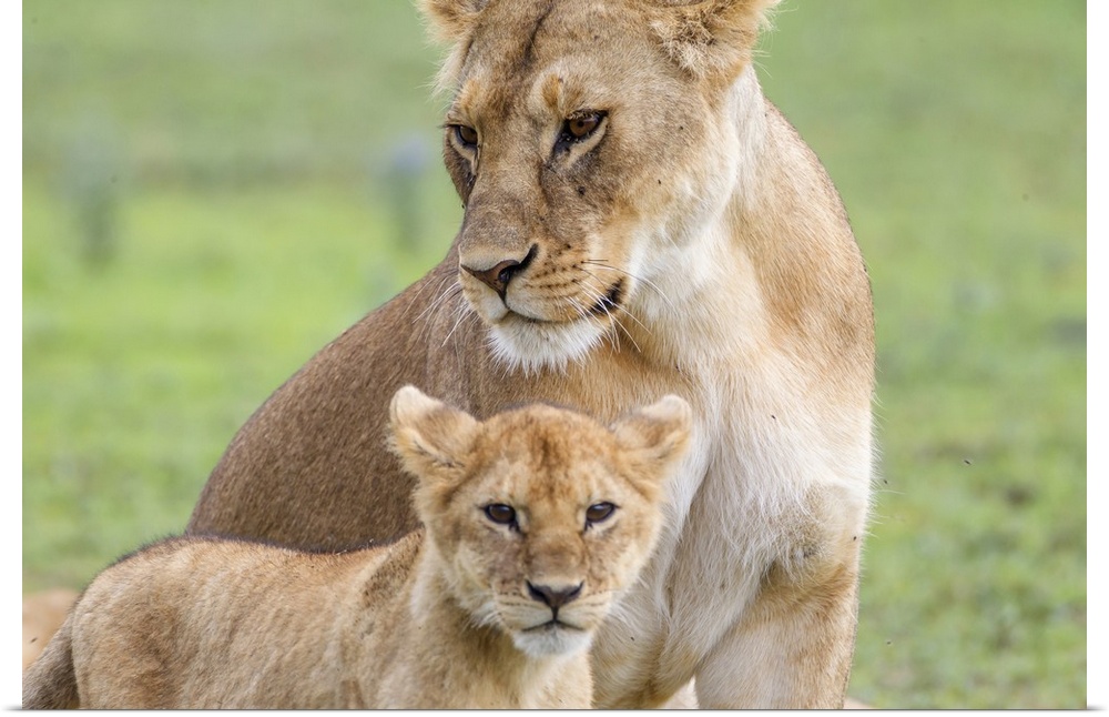 Lioness with its female cub, Ngorongoro Conservation Area, Tanzania.