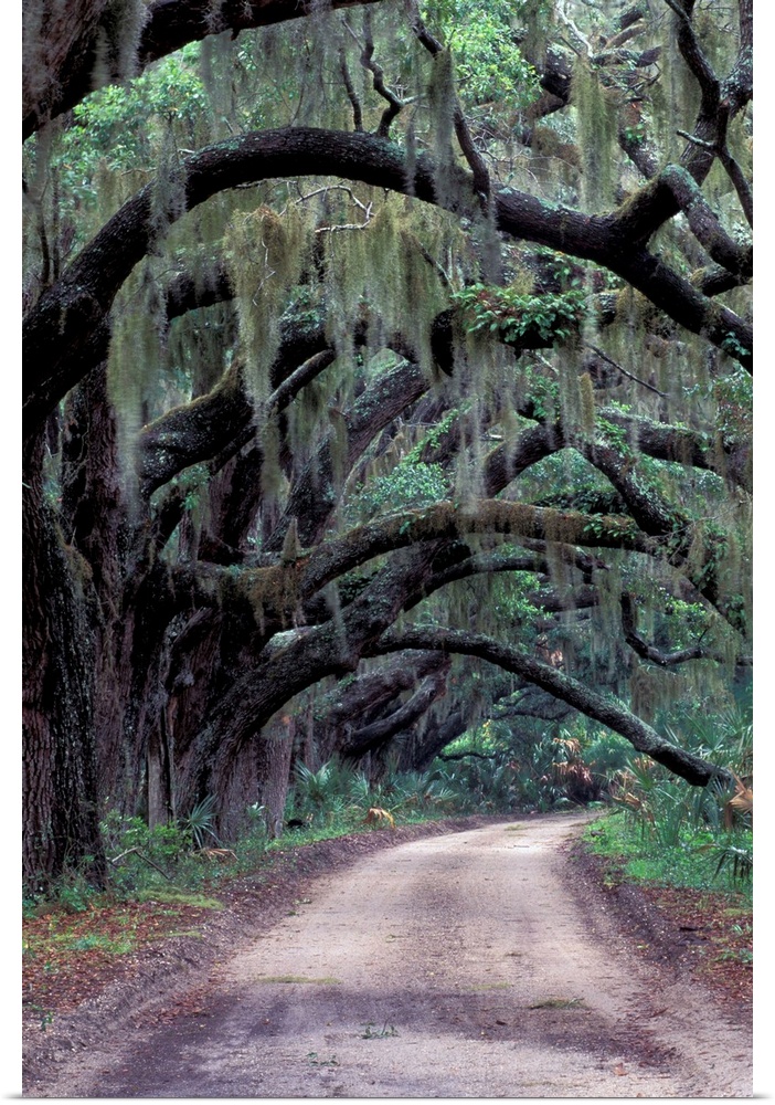USA, Georgia, Cumberland Island. Live oaks line a dirt road.