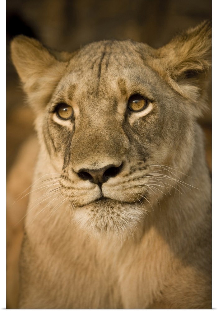 Livingstone, Zambia, Africa. Close-up of a lioness.
