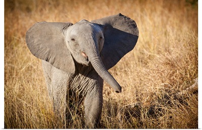 Londolozi Game Reserve, South Africa. Young Bush Elephant.