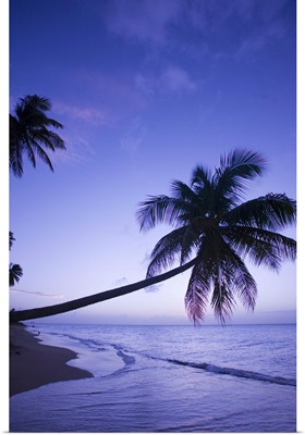 Lone palm tree at sunset, Coconut Grove beach at Cade's Bay