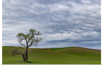 Lone Tree In Lentil Field Near Steptoe, Washington State, USA