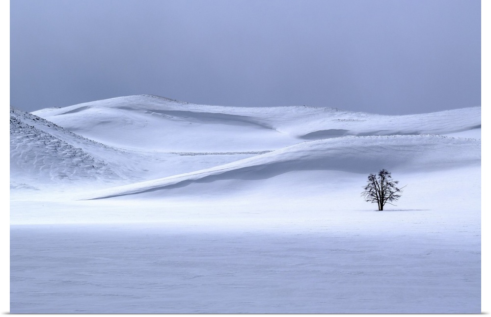 USA, Yellowstone National Park. Lone tree in winter.