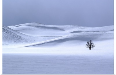Lone Tree In Winter, Yellowstone National Park