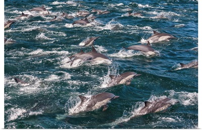 Long-Beaked Common Dolphins,-Sea Of Cortez, Baja California, Mexico