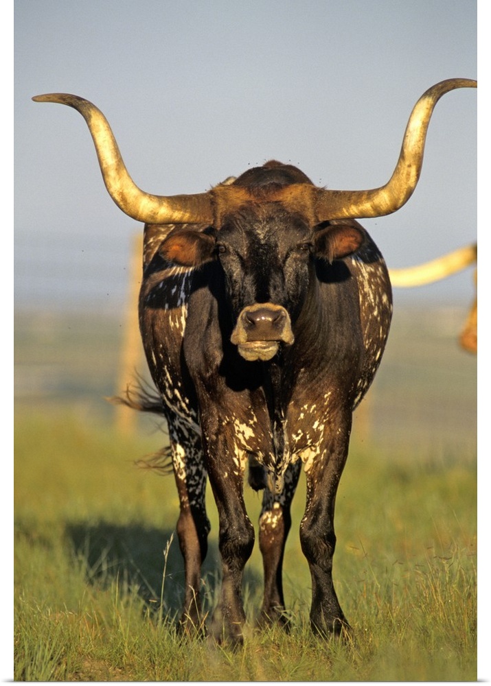 Longhorn cattle in Fort Niobrara NWR near Valentine Nebraska