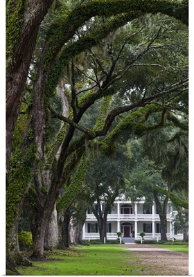 Louisiana, St. Francisville. Rosedown Planatation, oak tree canopy driveway