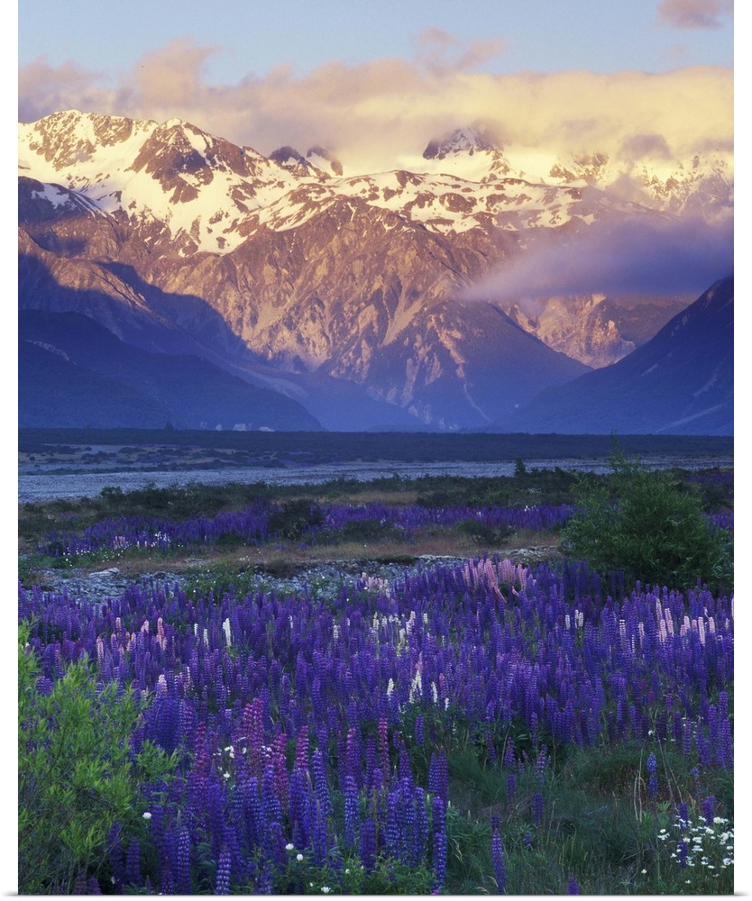 New Zealand, South Island, Arthur's Pass National Park, Lupine and the Main Divide