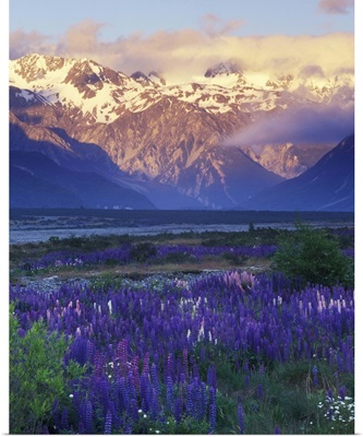 Lupine and the Main Divide, Arthur's Pass, South Island, New Zealand