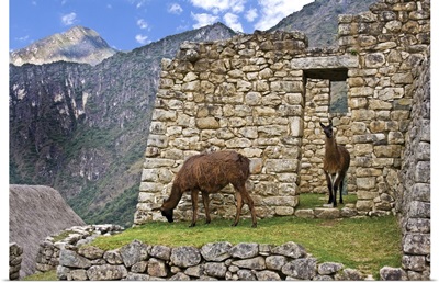 Machu Picchu, Peru, Llamas graze in the ruins of the ancient Lost City of the Inca