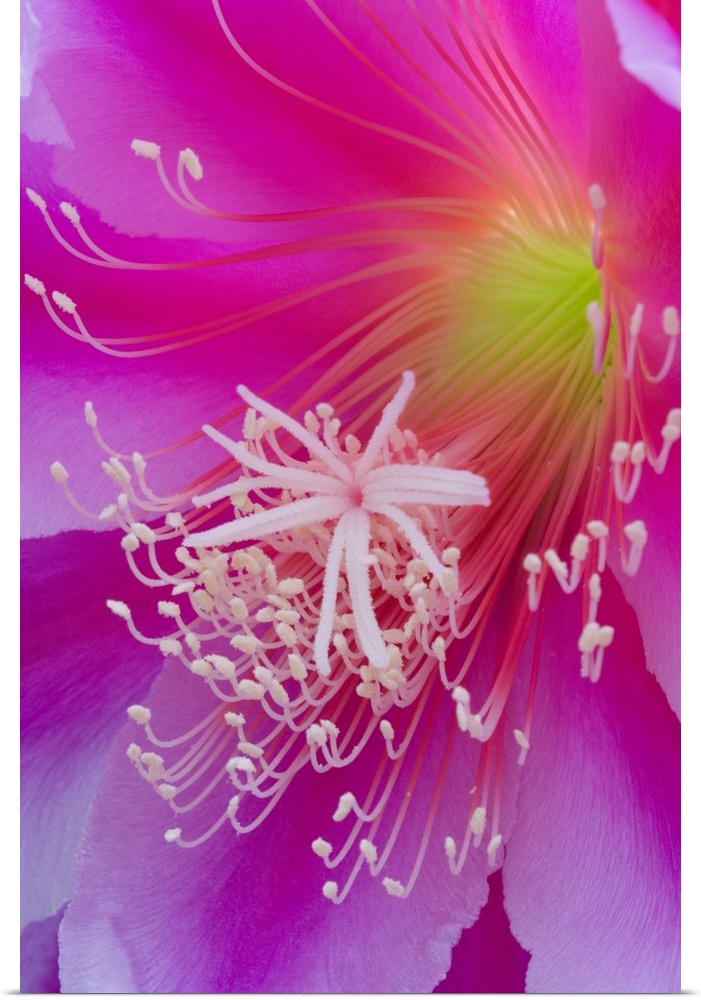 Macro of orchid cactus flower, Epiphyllum ackermannii.
