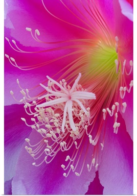 Macro of orchid cactus flower, Epiphyllum ackermannii