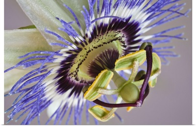 Macro of side view of passion flower