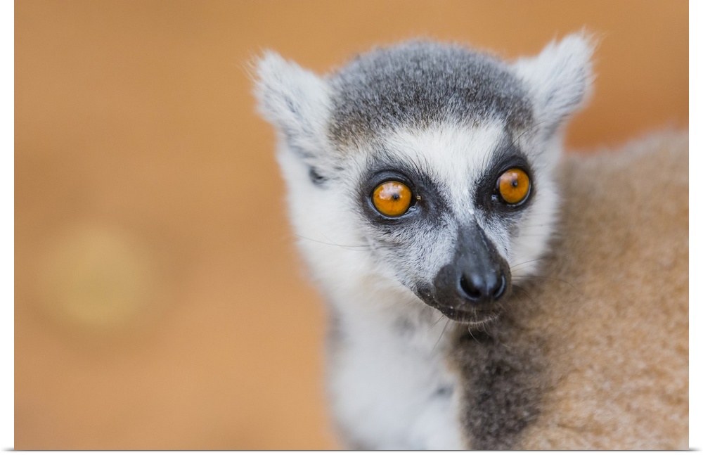 Madagascar, Berenty, Berenty reserve. Ring-tailed lemur.