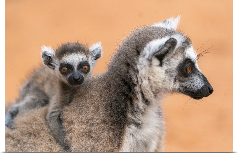 Madagascar, Berenty Reserve, A Baby Ring-Tailed Lemur Clings To Its Mother's Back