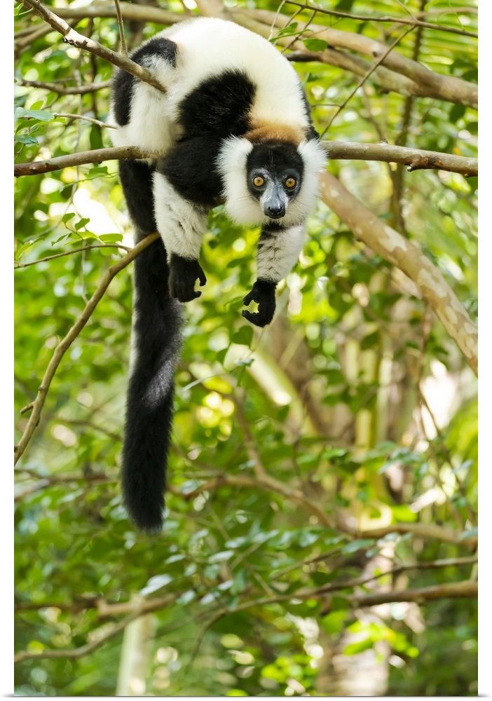 Madagascar, Lake Ampitabe, Akanin'ny Nosy Reserve, Ruffed Lemur In A Tree