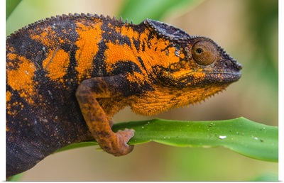 Madagascar, Marozevo, Peyrieras Reptile Farm, Panther Chameleon, Female Of The Species