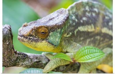 Madagascar, Marozevo, Peyrieras Reptile Reserve, Portrait Of A Parson's Chameleon