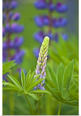 Maine, Acadia National Park. Close-up of lupine flower bud starting to bloom