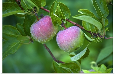 Maine, Harpswell. Close-up of dew-covered apples on tree