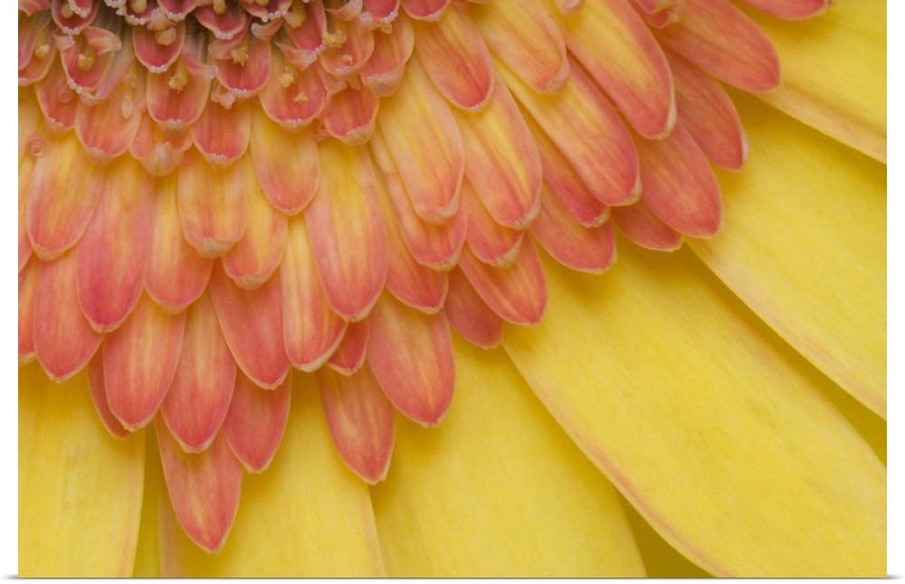 USA, Maine, Harpswell. Close-up View of yellow and pink gerbera daisy petals.