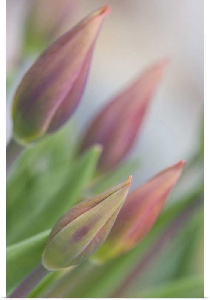 USA, Maine, Harpswell. Tulip buds in a flower garden on a foggy day.